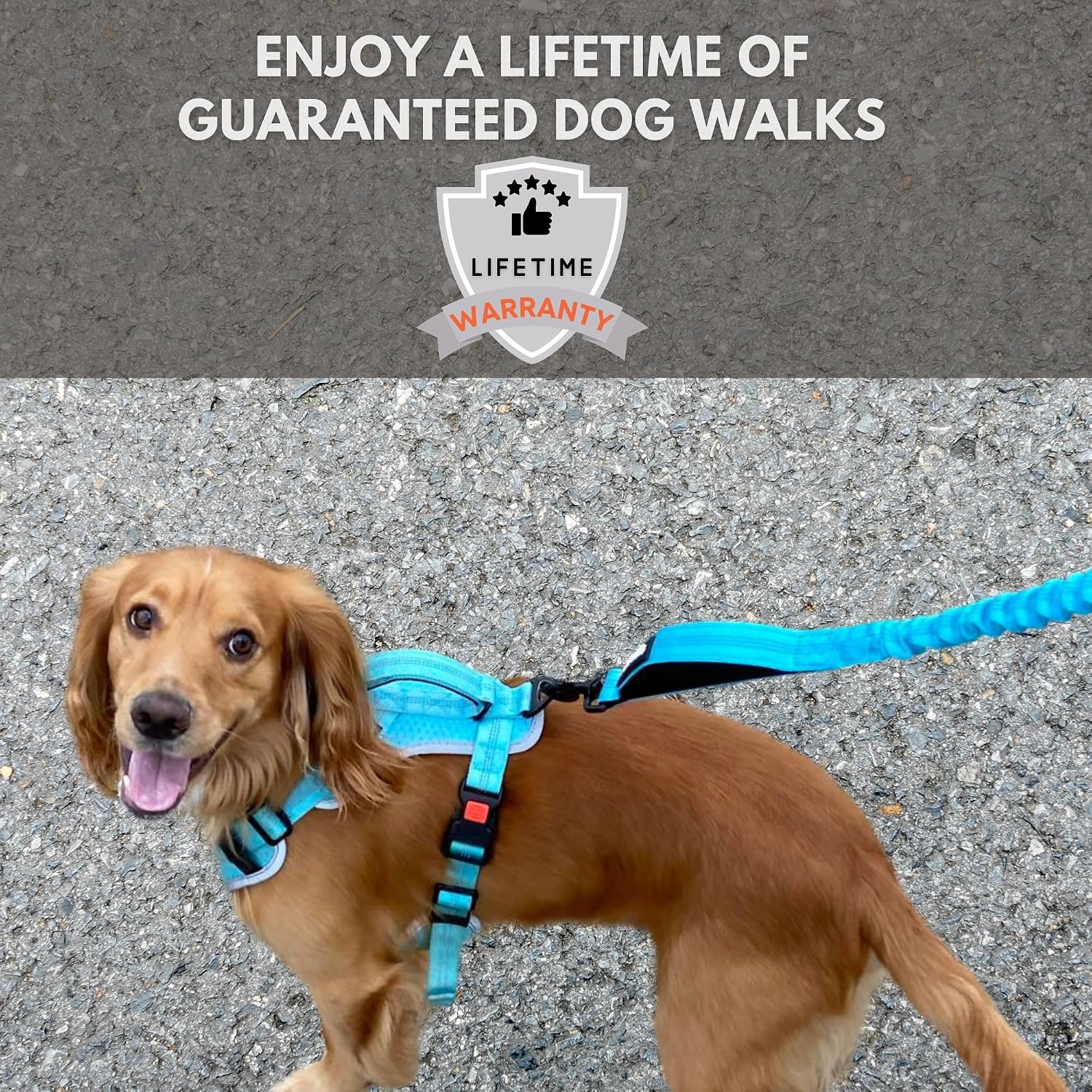 Shock Absorbing Dog Leash – Heavy Duty Reflective Bungee Lead with Dual Handles