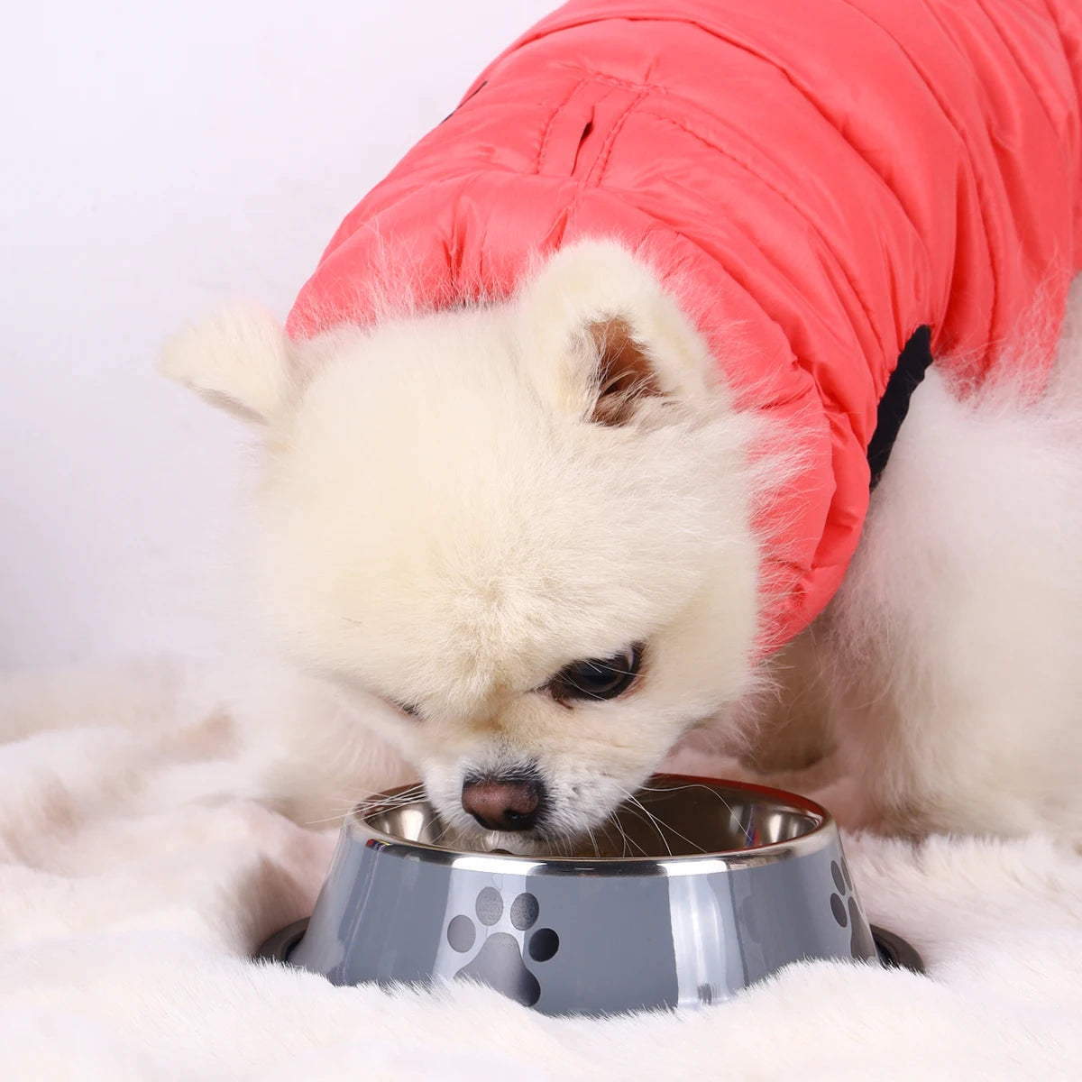 Stainless Steel Dog Bowl – Non-Slip Food & Water Bowl for Dogs & Cats